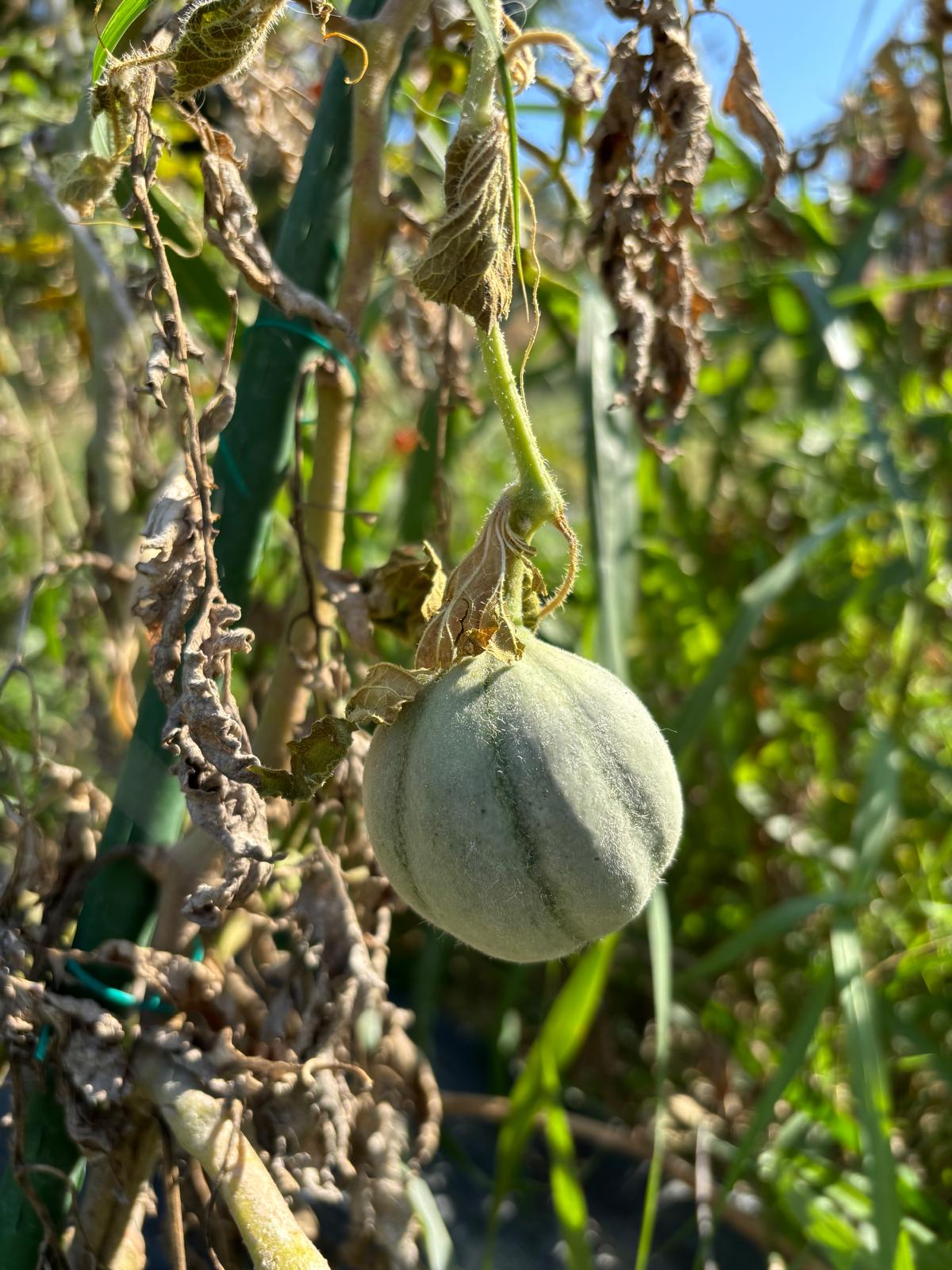 Il melone che voleva fare il pomodoro.