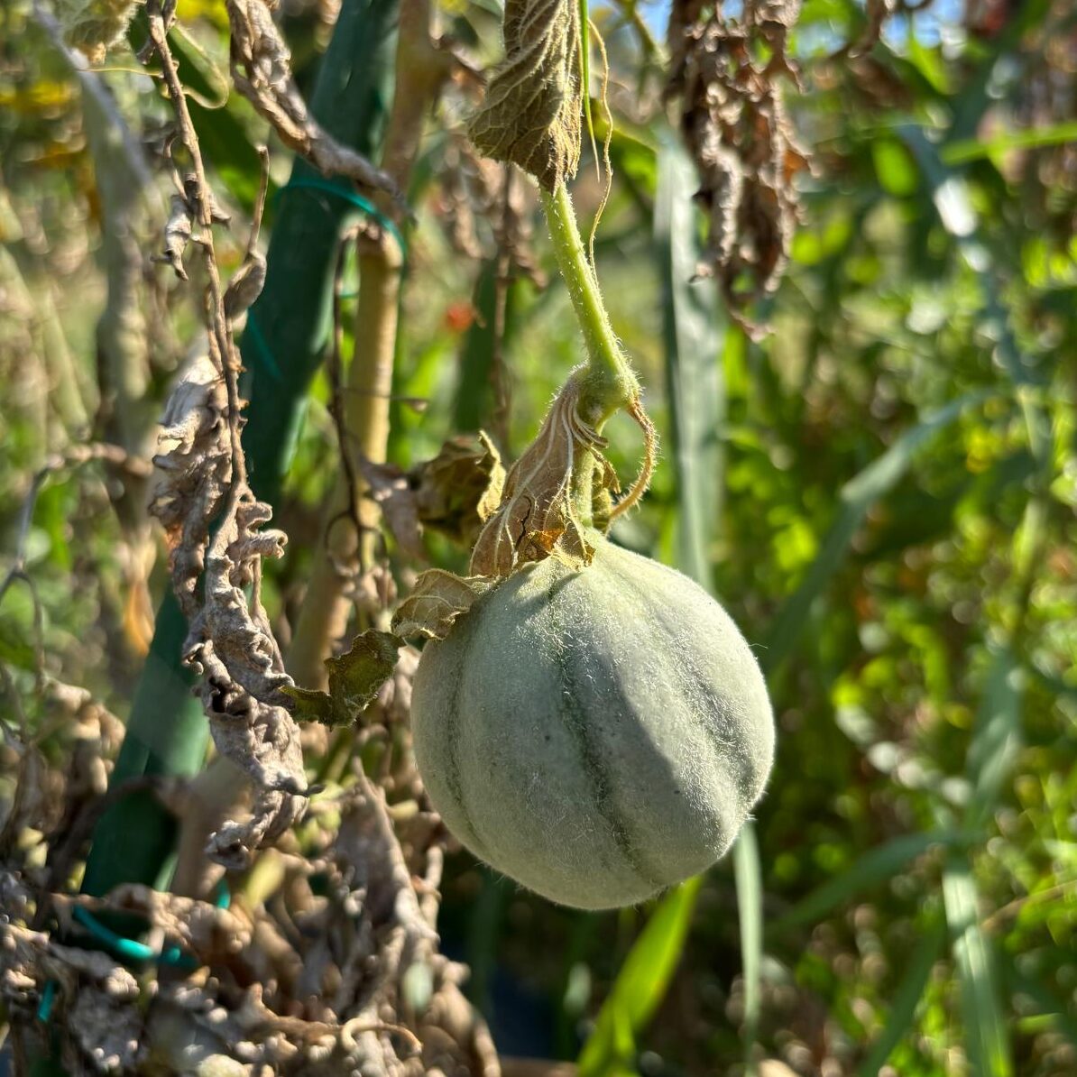 Il melone che voleva essere un pomodoro